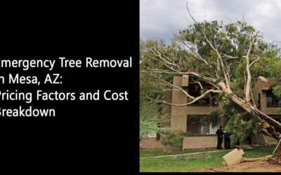 Emergency Tree Removal in Mesa, AZ: Pricing Factors and Cost Breakdown