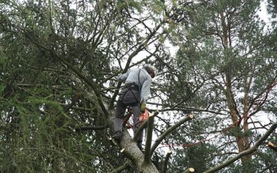 Arborist in Phoenix AZ: The Essential Role