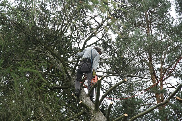 Arborist in Phoenix AZ: The Essential Role