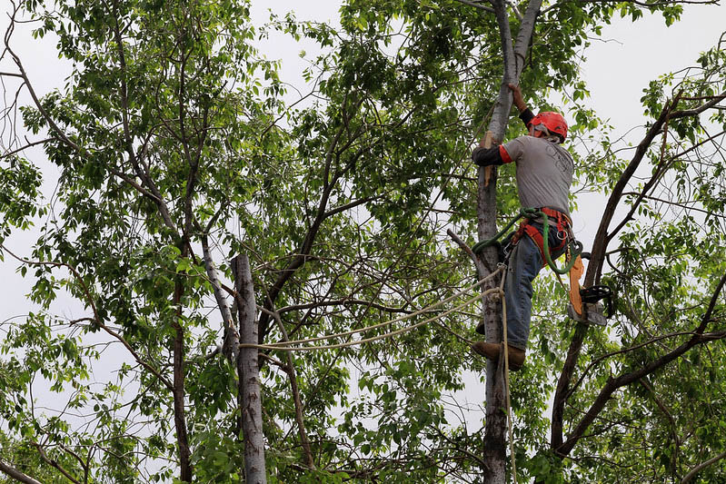 Arborist-in-Phoenix