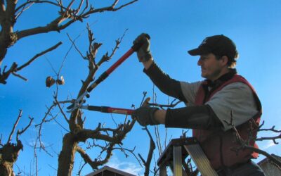 Arborist in Gilbert AZ: A Guide Hiring to an Expert Tree Care