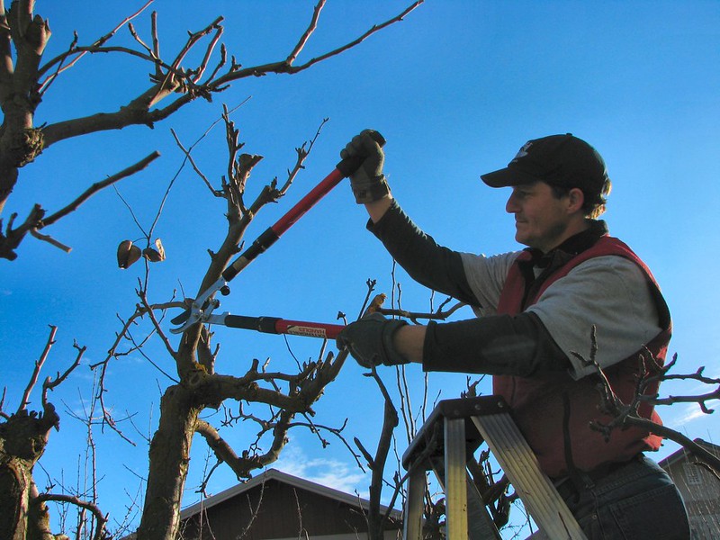 Arborist in Gilbert AZ: A Guide Hiring to an Expert Tree Care